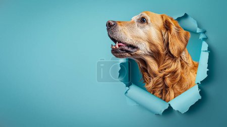 Photo for A Golden Retriever gazes upwards, sticking head through a torn hole in light blue paper, tongue visible - Royalty Free Image