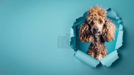 Un curioso Poodle mira a través de un agujero roto en un fondo de papel azul, las orejas enmarcan su cara