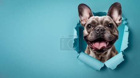 Téléchargez les photos : Un adorable bouledogue français avec une expression joyeuse entre pairs à travers un papier turquoise déchiré, la langue ouverte - en image libre de droit