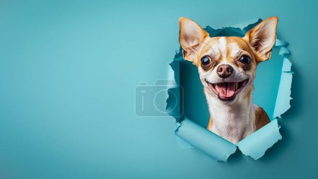 A smiling Chihuahua with a big grin looks through a torn hole, vibrant against the blue background