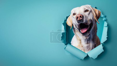 Un joyeux labrador Retriever qui passe sa tête à travers un fond de papier bleu déchiré, exprimant son bonheur