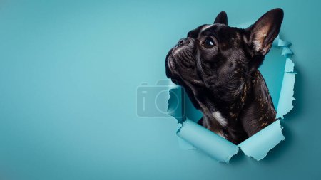 Foto de Un curioso Bulldog francés se asoma desde un agujero irregular en un fondo de papel azul, mirando hacia arriba - Imagen libre de derechos