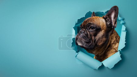 Téléchargez les photos : Un noble Boxer regarde avec un regard plein d'âme à travers une larme de papier bleu, affichant le caractère - en image libre de droit