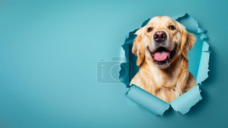 Foto de La cabeza de un feliz y excitado golden retriever aparece a través de un desgarrado papel azul, mostrando una expresión jovial y acogedora - Imagen libre de derechos