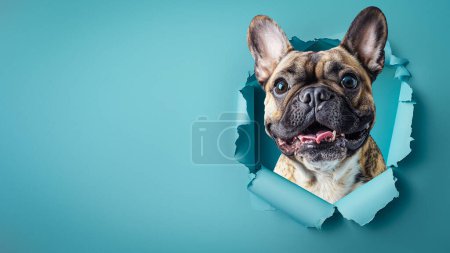 A French Bulldog's intriguing gaze as it looks out from a ripped blue paper background, showing a mix of charm and mischief