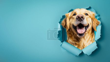 Photo for An exuberant golden retriever's face fills the frame through a torn paper, exhibiting pure joy and excitement - Royalty Free Image