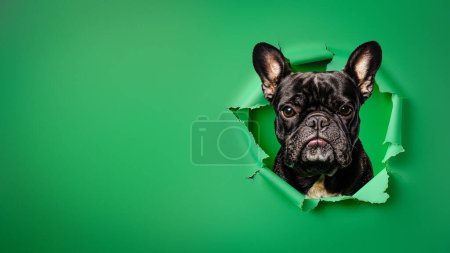 Foto de Un juguetón Bulldog francés parece atravesar un vibrante fondo de papel verde, añadiendo humor y encanto - Imagen libre de derechos