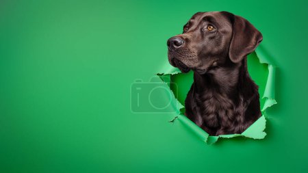 Foto de Un intrigado labrador marrón mira a través de un agujero dentado en un fondo verde audaz, lo que sugiere anticipación y agudeza - Imagen libre de derechos