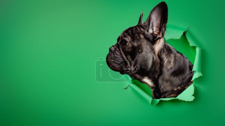 Photo for An adorable French Bulldog peeking through a hole in a vibrant green background representing curiosity and mischief - Royalty Free Image