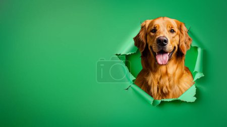Image visualizes play and mystery as a Golden Retriever's body emerges through torn green paper minus its head