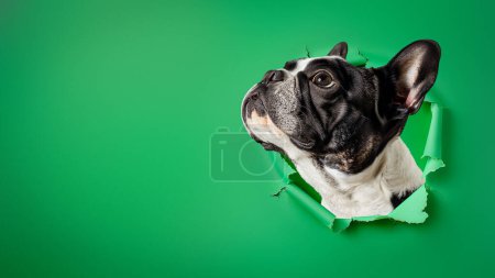 Téléchargez les photos : Image humoristique d'un chihuahua extatique avec un large sourire regardant à travers un fond de papier vert déchiqueté - en image libre de droit