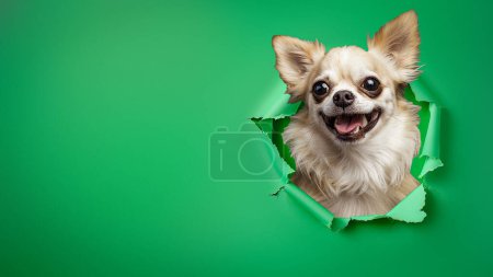 A cheerful Chihuahua with a beaming smile bursts through green paper, eliciting joy