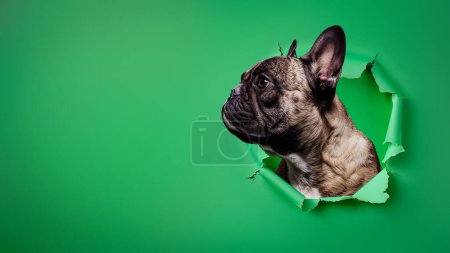 Foto de Un curioso Bulldog francés mira a través de un papel verde rasgado, grandes imágenes para romper fronteras o curiosidad - Imagen libre de derechos