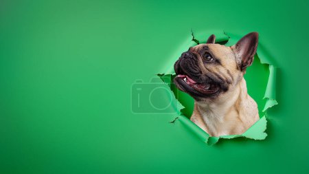 Ein munterer Mops guckt durch ein Loch in leuchtend grünem Papier, die Zunge herausgestreckt vor Spielfreude und Eifer.