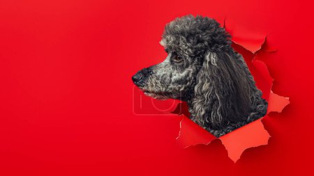 Téléchargez les photos : Le profil latéral élégant du caniche gris émerge d'un fond de papier rouge déchiré, exsudant sophistication et charme - en image libre de droit