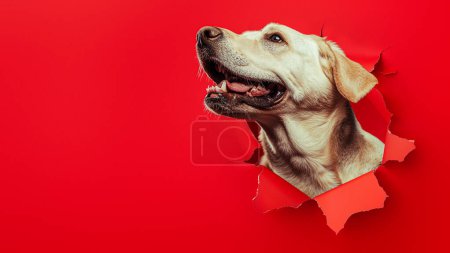 Photo for An adorable dog with open mouth, playfully sticking its head through red torn paper - Royalty Free Image
