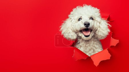 Foto de Un Poodle alegre mostrando emoción y felicidad mientras irrumpe a través de un fondo de papel rojo rasgado, muy expresivo - Imagen libre de derechos