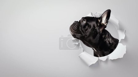 A curious French Bulldog looking up through a round hole in paper displaying interest and anticipation on a plain background