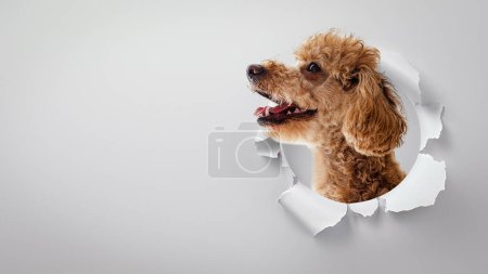 A friendly Poodle dog's head and neck poking out of a ripped paper, implying curiosity and enthusiasm on a soft gray backdrop