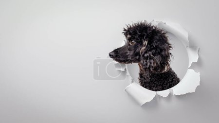 Foto de Vista de perfil de un perro caniche negro mirando a través de un círculo de papel roto sobre un fondo gris sugiriendo contemplación - Imagen libre de derechos
