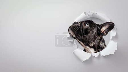 Photo captivante d'un bouledogue français regardant à travers une déchirure en forme de cercle dans du papier sur fond blanc, mettant l'accent sur la mise au point et la perspective