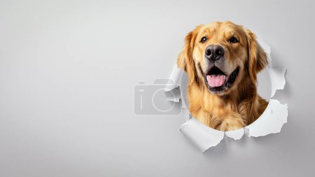 A cheerful Golden Retriever peeks through a torn white paper, looking friendly and curious
