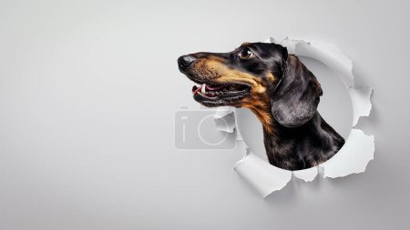 A curious Dachshund with a lively expression and typical long body peering through a hole in white paper, isolated on grey
