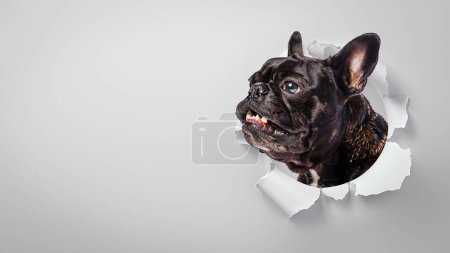 Eine humorvolle französische Bulldogge mit amüsantem Gesichtsausdruck, die vor neutralem Hintergrund ihren Kopf durch weißes Papier steckt