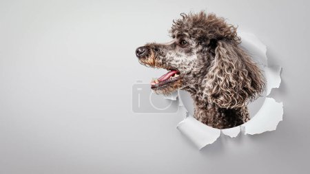 Foto de Un elegante Poodle de pelo rizado mira a la distancia a través de papel blanco desgarrado con una mirada reflexiva - Imagen libre de derechos