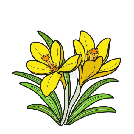 Illustration for Crocus flowers coloring book linear drawing isolated on white background - Royalty Free Image