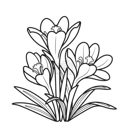 Illustration for Crocus flowers grow in a bush coloring book linear drawing isolated on white background - Royalty Free Image