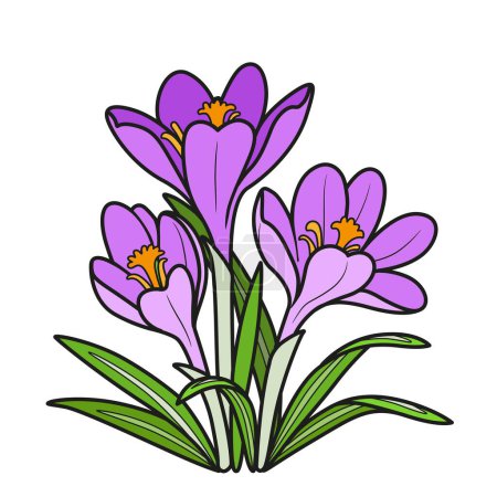 Illustration for Crocus flowers grow in a bush coloring book linear drawing isolated on white background - Royalty Free Image