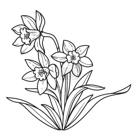 Illustration for Narcissus realistic flowers outlined for coloring book linear drawing isolated on white background - Royalty Free Image