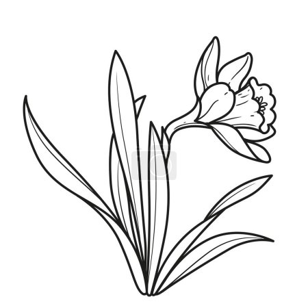 Illustration for Narcissus realistic flower coloring book linear drawing isolated on white background - Royalty Free Image