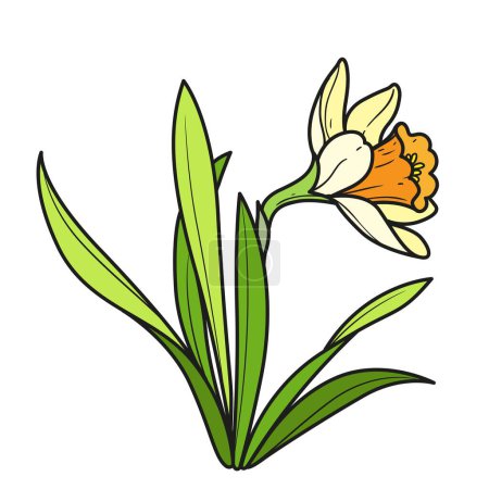 Illustration for Narcissus flowers coloring book color variation for coloring page isolated on white background - Royalty Free Image