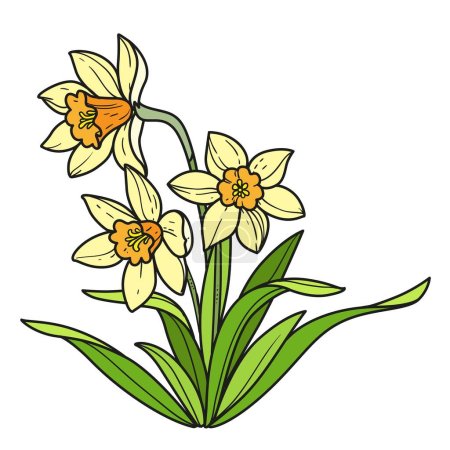 Illustration for Narcissus realistic flowers color variation for coloring book isolated on white background - Royalty Free Image
