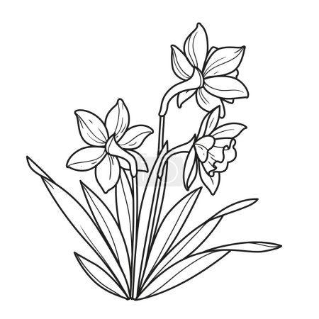 Illustration for Narcissus flowers outlined for coloring book linear drawing isolated on white background - Royalty Free Image