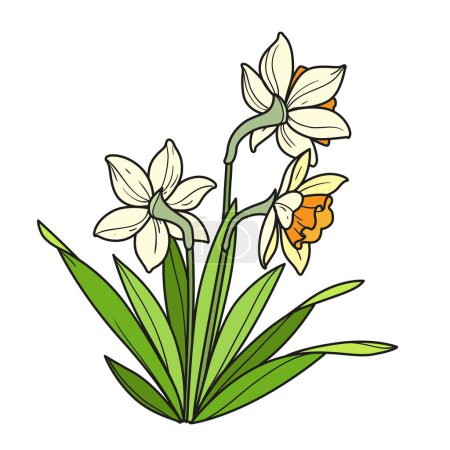 Illustration for Narcissus flowers color variation for coloring book linear drawing isolated on white background - Royalty Free Image
