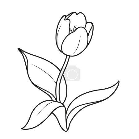 Téléchargez les photos : Fleur de tulipe en fleurs dessin linéaire isolé sur fond blanc - en image libre de droit