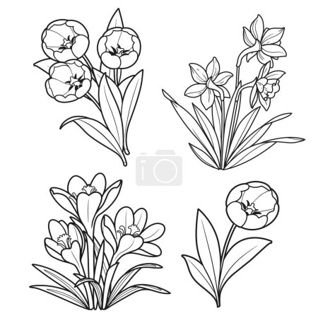 Illustration for Spring flowers tulips, crocuses and daffodils linear drawing for coloring book isolated on white background - Royalty Free Image