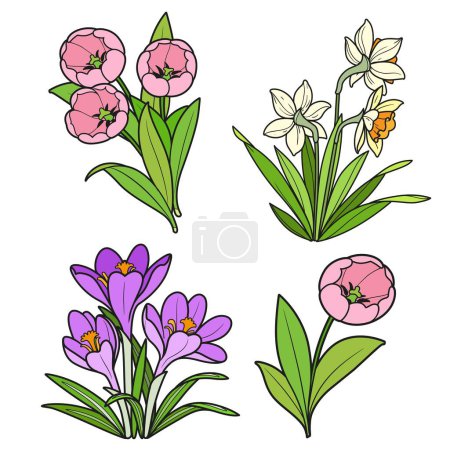 Illustration for Spring flowers tulips, crocuses and daffodils color variation for coloring book isolated on white background - Royalty Free Image