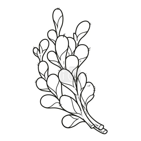 Ilustración de Ramitas de sauce en flor en las ramas delineadas para colorear - Imagen libre de derechos