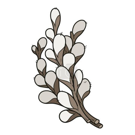 Téléchargez les photos : Brindilles de saule en fleurs sur les branches variation de couleur sur fond blanc - en image libre de droit