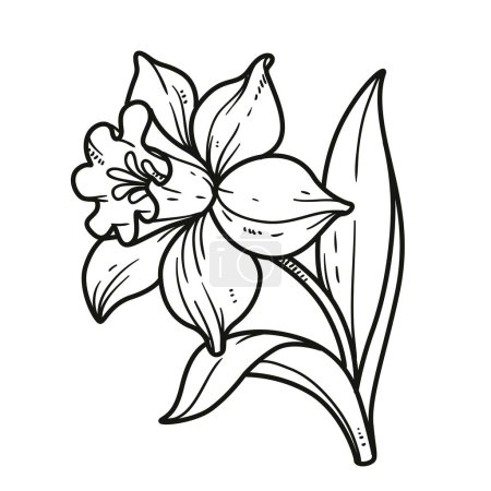 Illustration for Narcissus flower for coloring book linear drawing isolated on white background - Royalty Free Image