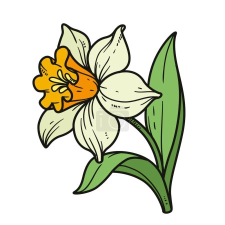 Téléchargez les illustrations : Narcisse fleur pour colorier la variation de couleur du livre sur fond blanc - en licence libre de droit