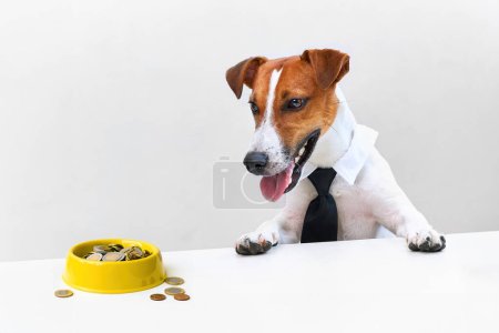 Téléchargez les photos : Un chien Jack Russell Terrier portant une cravate regarde son bol rempli d'argent. La nourriture pour chien est devenue chère - en image libre de droit