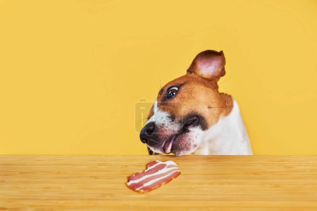 Foto de Jack Russell terrier perro comer delicioso pedazo de tocino de una mesa. Divertido retrato de perro hambriento con lengua sobre fondo amarillo mirando la carne en la mesa - Imagen libre de derechos