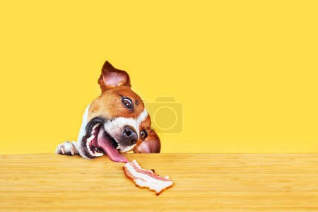 Foto de Jack Russell terrier perro comer delicioso pedazo de tocino de una mesa. Divertido retrato de perro hambriento con lengua sobre fondo amarillo mirando la carne en la mesa - Imagen libre de derechos