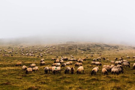 Foto de The mixed flock of sheep and goats grazing on meadow along the Camino de Santiago in the French Pyrenees - Imagen libre de derechos