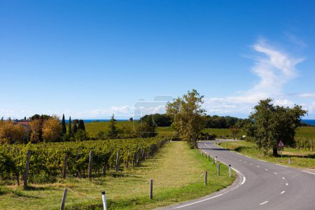 Téléchargez les photos : Route à côté du vignoble istrien en automne, Slovénie - en image libre de droit